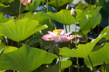 Lotus flower on the lake in a flood plain of the Volga River