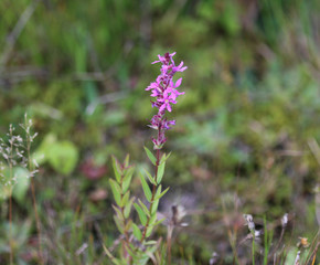 purple loosestrife