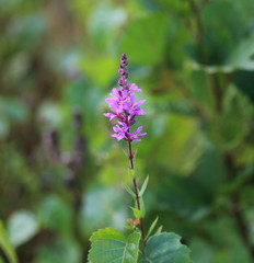 Fototapeta premium purple loosestrife