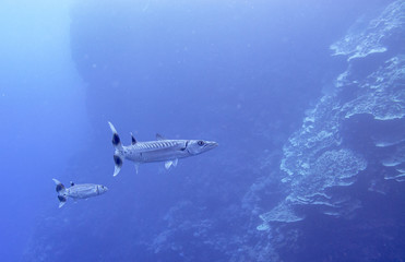 Great barracuda, black fin barracuda