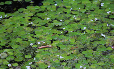 White water lily