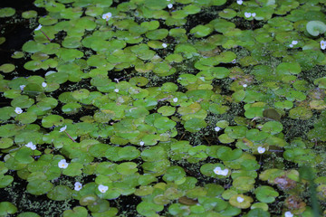 White water lily