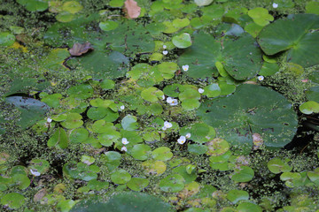White water lily