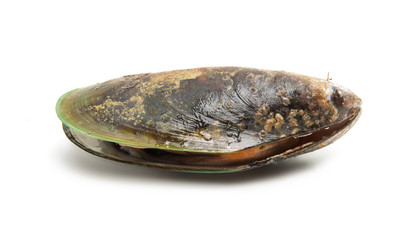 mussels