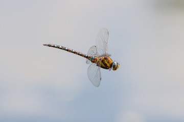 Migrant Hawker (Aeshna Mixta) Dragonfly in flight