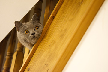 British Blue Shorthair Cat Looking Concerned through Stair Spindles