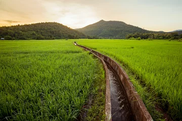 Photo sur Plexiglas Campagne Rice field and the mountain