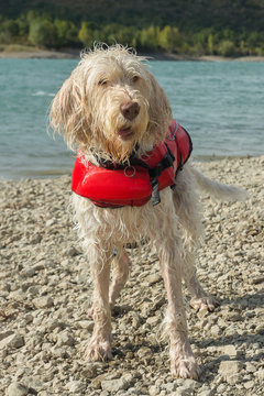 Portrait of wet lifeguard dog spinone italiano on the shore in a red lifejacket