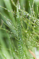 Tautropfen auf frischem Gras