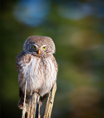 eurasian pygmy owl