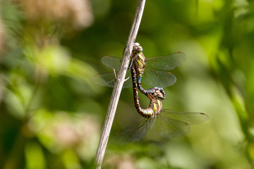 Migrant Hawker (Aeshna Mixta) Dragonfly during mating