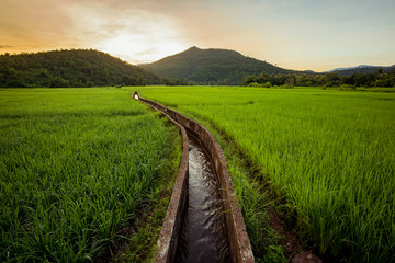Rice field and the mountain