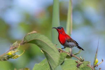 Crimson Sunbird or Aethopyga siparaja, beautiful red bird perching on branch with green background in meadow.