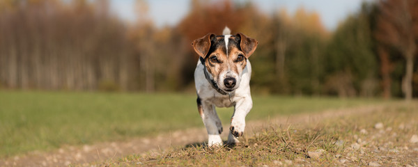 Hund rennt im Herbst über einen Weg - Jack Russell Terrier 10 Jahre alt