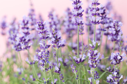 Lavender flowers. © gitusik