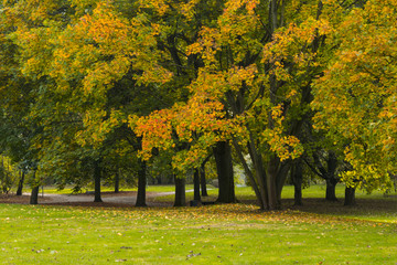 Autumn in the Park