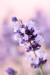 Lavender flowers.