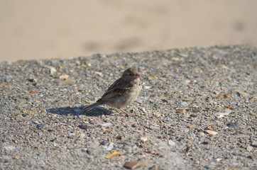 moineau
