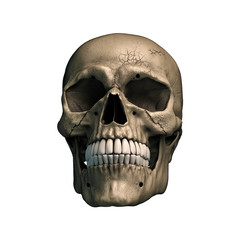 Human skull on Rich Colors a White Isolated background. The concept of death, horror. A symbol of spooky Halloween. 3d rendering illustration.