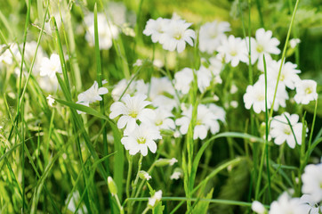White tender spring flowers, Cerastivum arvense, growing at meadow. Seasonal natural floral background