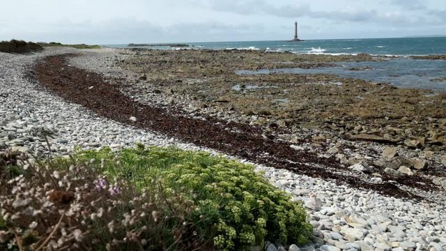 Goury lighthouse with flowers and wind