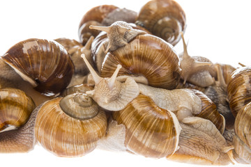 snail (Helix pomatia) - Burgundy snail - edible snail isolated on a white background