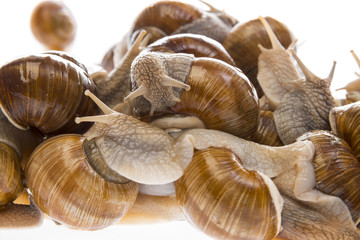 snail (Helix pomatia) - Burgundy snail - edible snail isolated on a white background