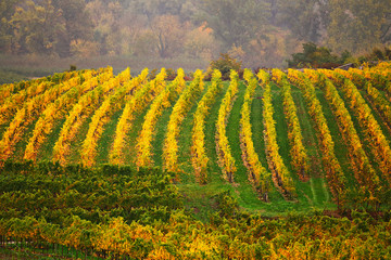 Fototapeta premium Colorful autumn in vine yards, Austria