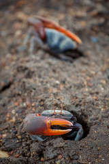 Landkrabben mit einer roten Schere auf Komodo Indonesien