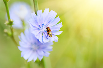 Obraz premium Chicory blue flower blooming in nature with Syrphidae fly, floral sunny background with copy space