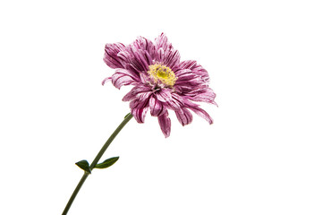 chrysanthemum isolated