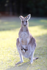 Kangaroo