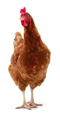 Brown hen isolated.