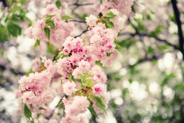 Fresh pink flowers of sakura growing in the garden, natural spring outdoor background
