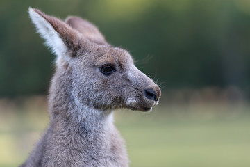 Kangaroo