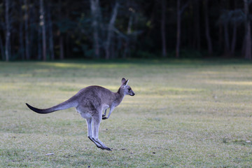 Kangaroo