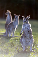 Kangaroo