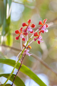 Wilde Orchideen aus dem Dschungel in Indoseien