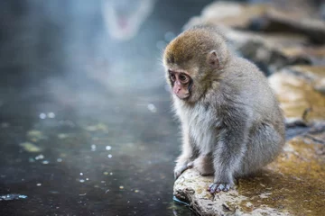 Wall murals Monkey Snow monkey or Japanese Macaque in hot spring onsen