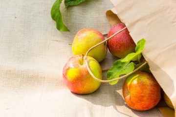 Fresh apples in a paper bag in the garden, rustic textile background, copy space
