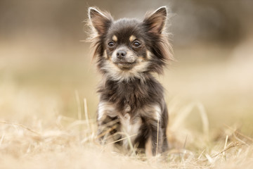 Chihuahua dog