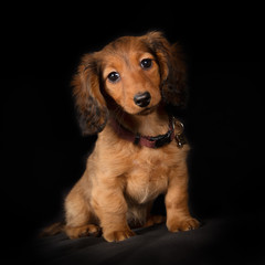 Young longhaired dachshund dog puppy