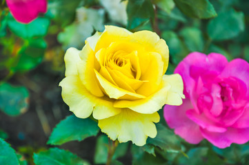 Blooming vivid yellow and hot pink roses 