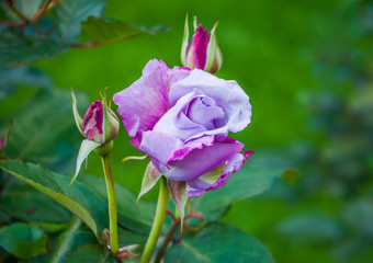 Blooming soft rose of pale lilac color