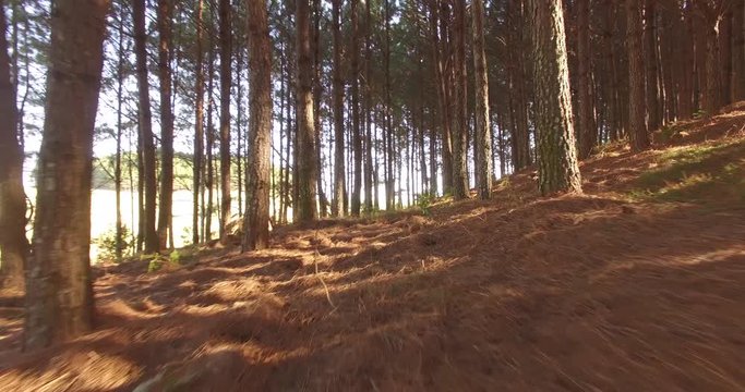 &Aacute;rvores de Pinus