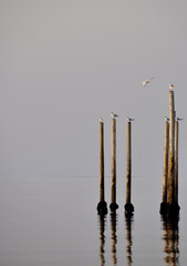 Poteaux, pilier de plage, oiseaux, mer 
