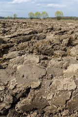 Agricultural landscape, plowed field in seeding,  clouds on the horizon.

