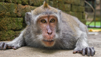 Portrait eines Makaken Affe aus dem Monkey Temple Ubud in Bali welcher auch long tailed,...