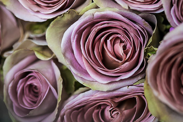 Fototapeta na wymiar Bunch of fresh pink roses close up.