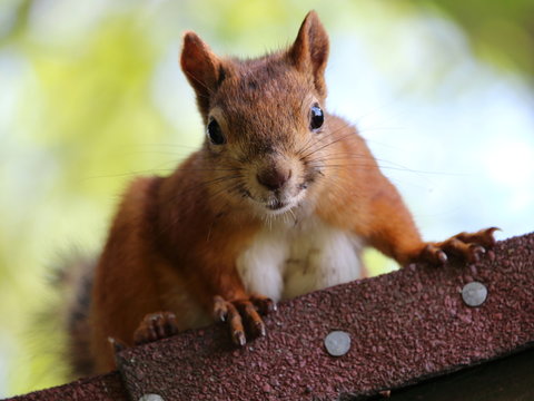Squirrel on the roof